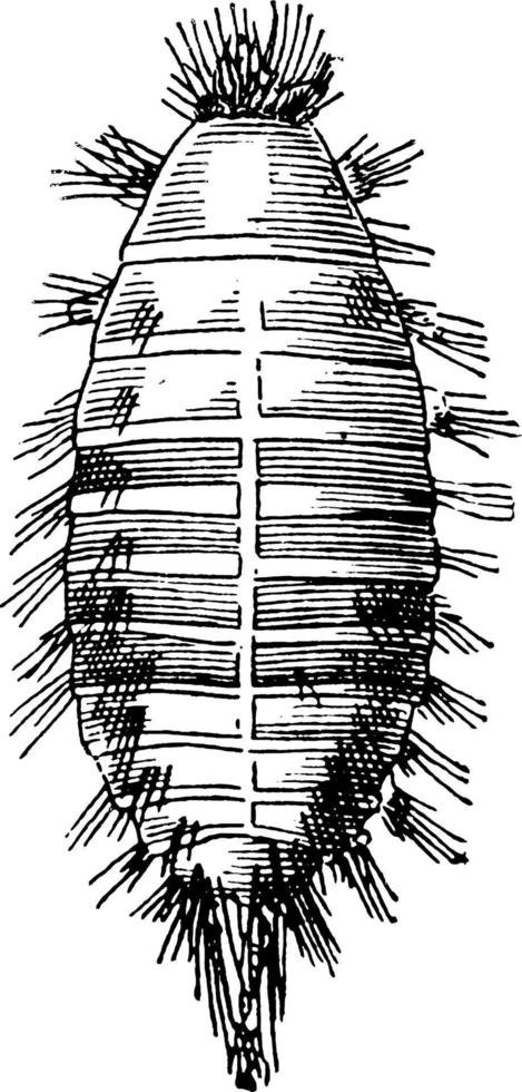 buffel fjäril, årgång illustration. vektor