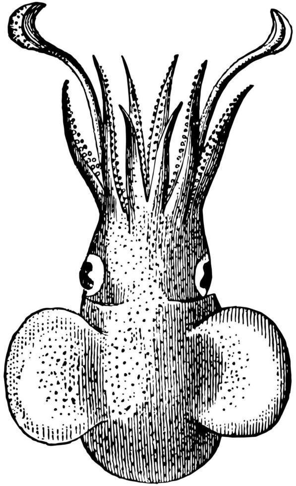 atlantischer bobtail, vintage illustration. vektor