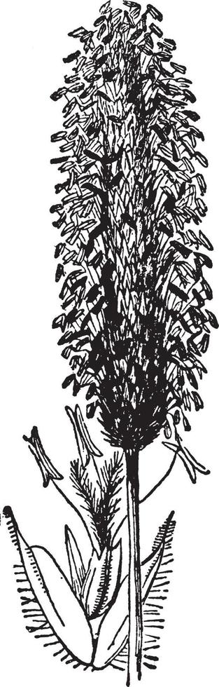 timothy gräs årgång illustration. vektor