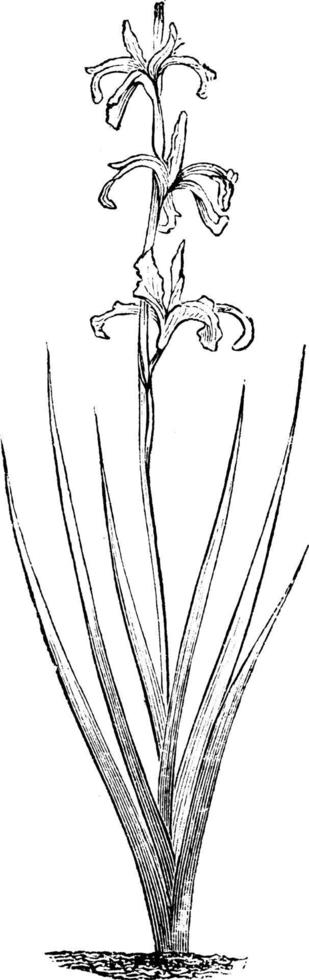 iris guldenstadtiana årgång illustration. vektor