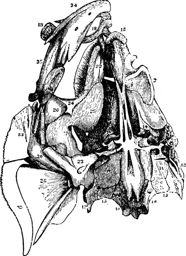 Barschschädel, Vintage Illustration. vektor