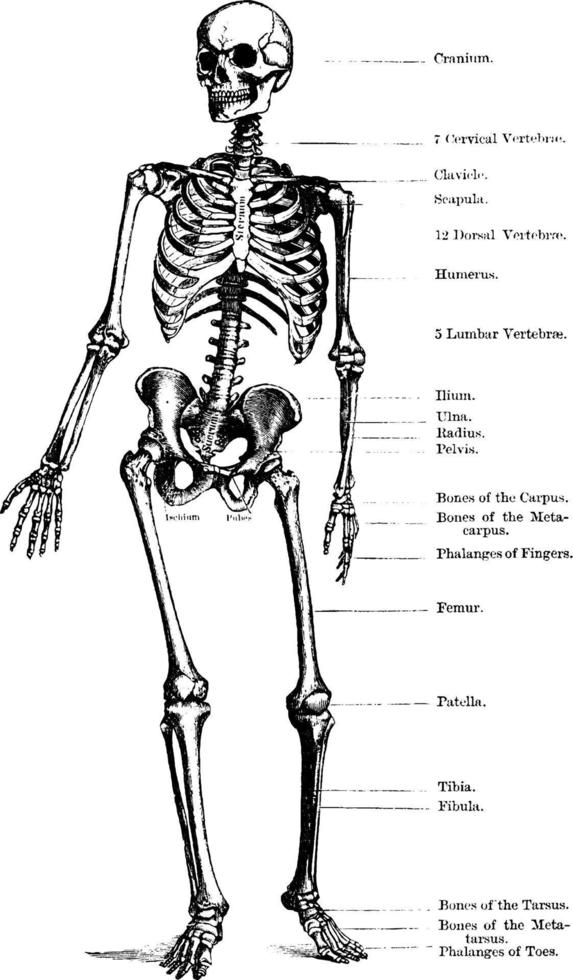 menschliches Skelett, Vintage Illustration vektor