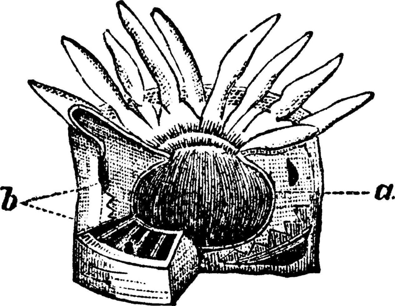 Aktinia, Vintage-Illustration. vektor