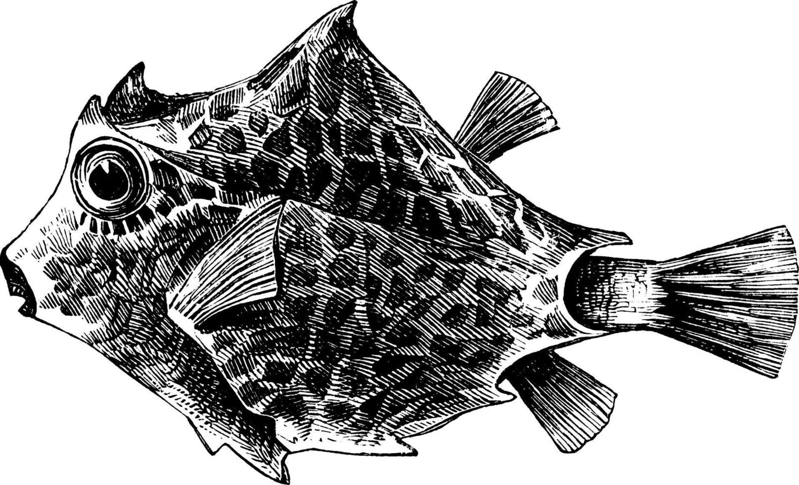 Kofferfisch, Vintage Illustration. vektor