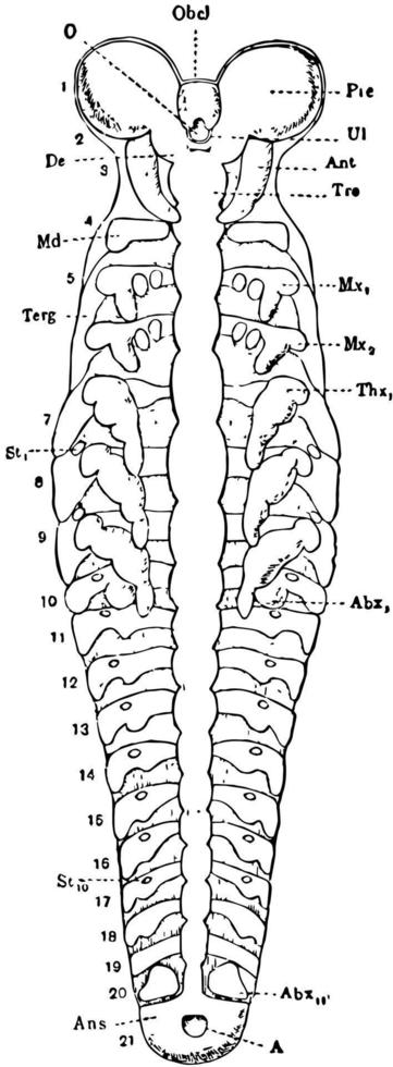 insekt embryo, årgång illustration. vektor