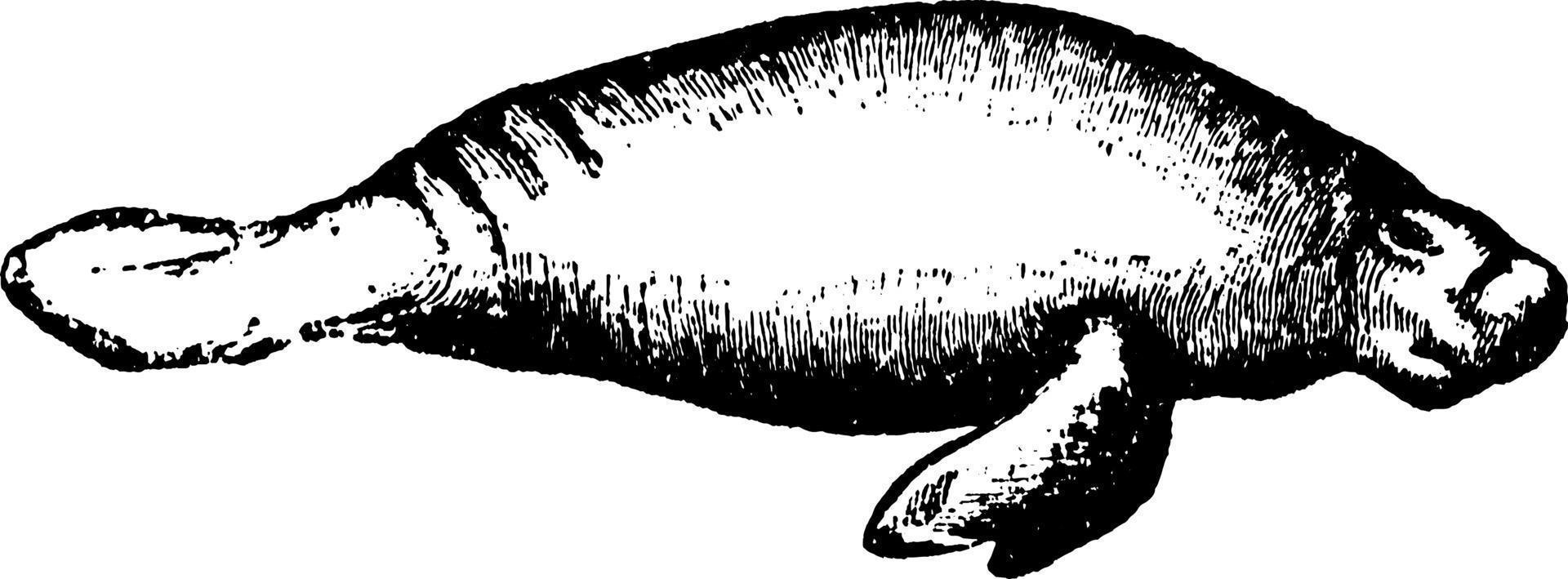 manatee, årgång illustration. vektor