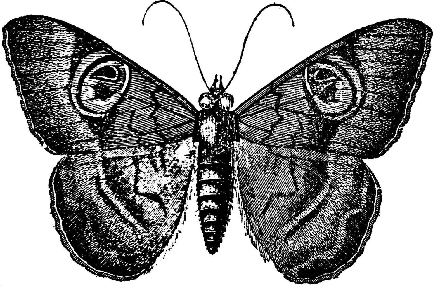 noctuina, årgång illustration. vektor