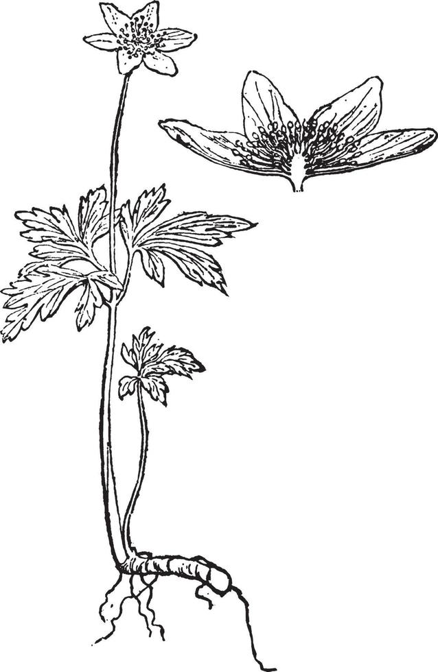 anemon årgång illustration. vektor
