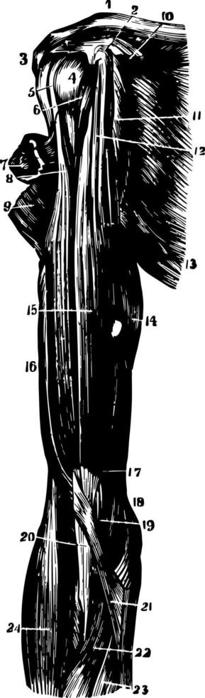 muskeln der schulter- und armweinleseillustration. vektor