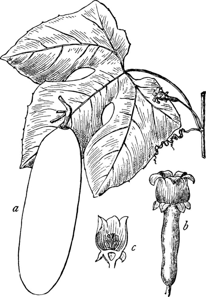 kassabanan årgång illustration. vektor