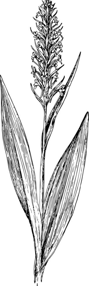 h. flava årgång illustration. vektor