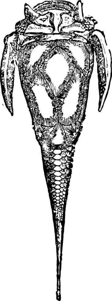 pterichthys cornutus, årgång illustration. vektor