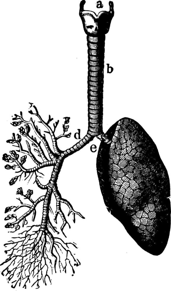 die Lungen und Luftwege, Vintage Illustration vektor