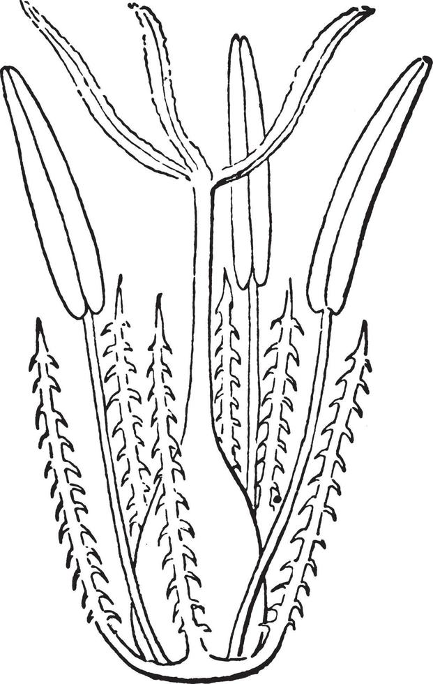 bra säv årgång illustration. vektor