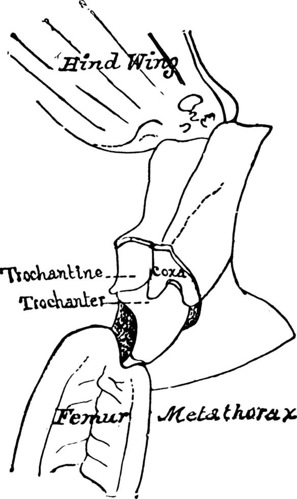 Heuschrecke Metathorax Abschnitt, Vintage Illustration. vektor