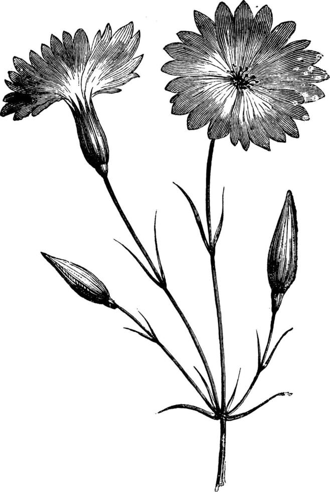 agrostemma coeli-rosa fimbriata-weinleseillustration. vektor