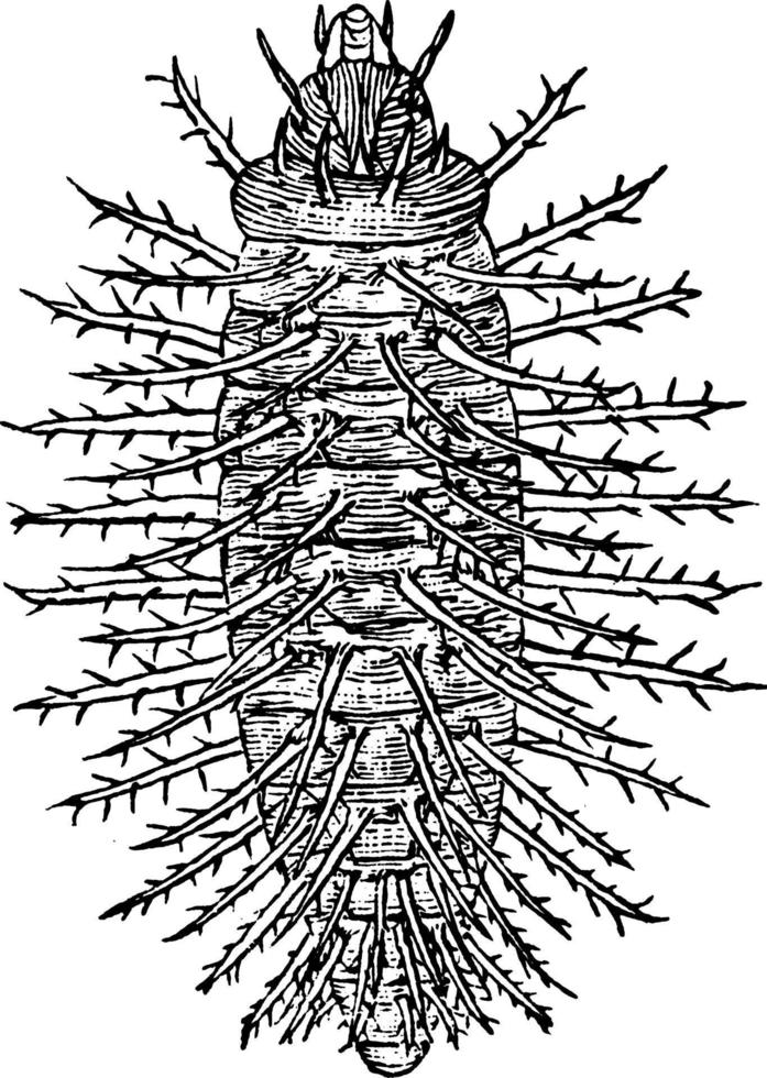 Kürbiskäfer, Vintage Illustration. vektor