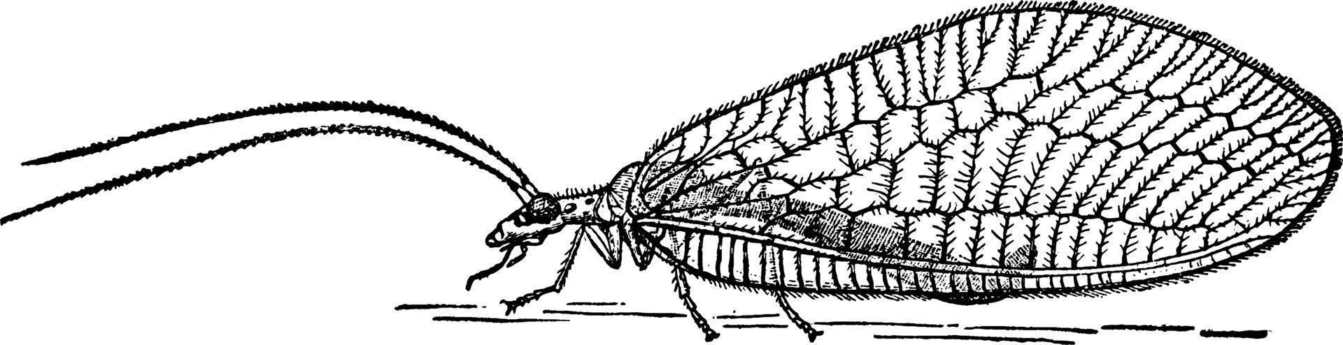 lacewing flyga, årgång illustration. vektor