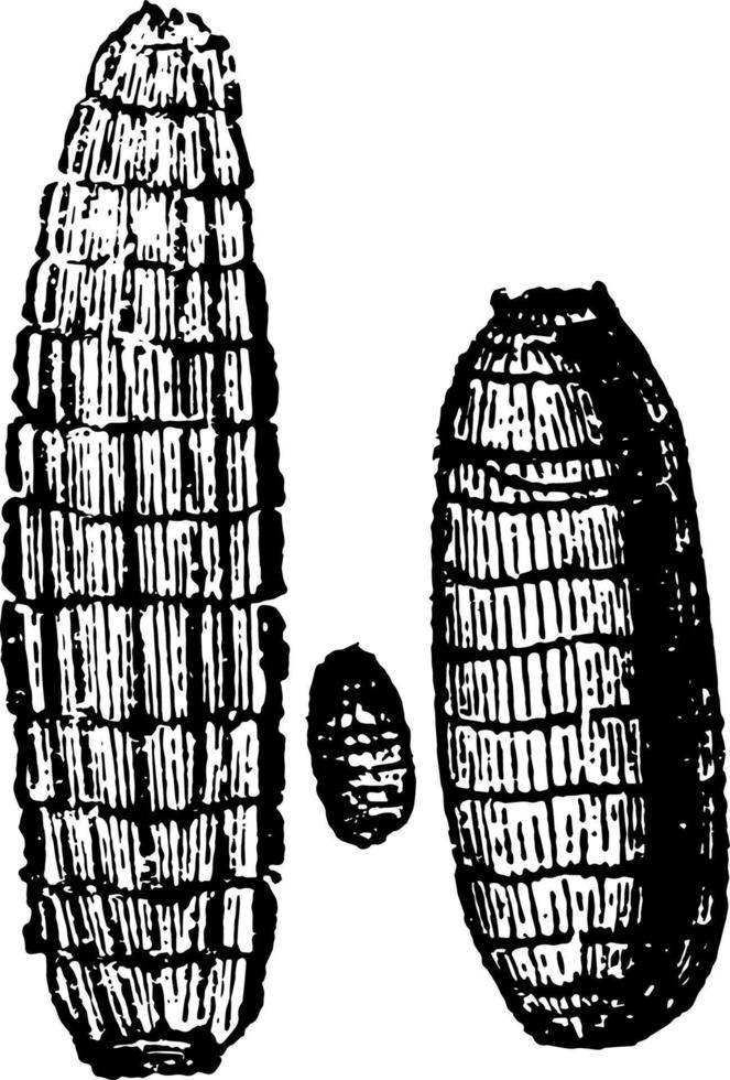 larven von dacus oleae vintage illustration. vektor