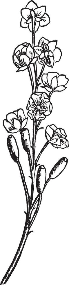 Berberitze, Blume, Cluster, Traube, blass, gelb, bisexuell, Blütenblätter, Kelchblätter Vintage Illustration. vektor