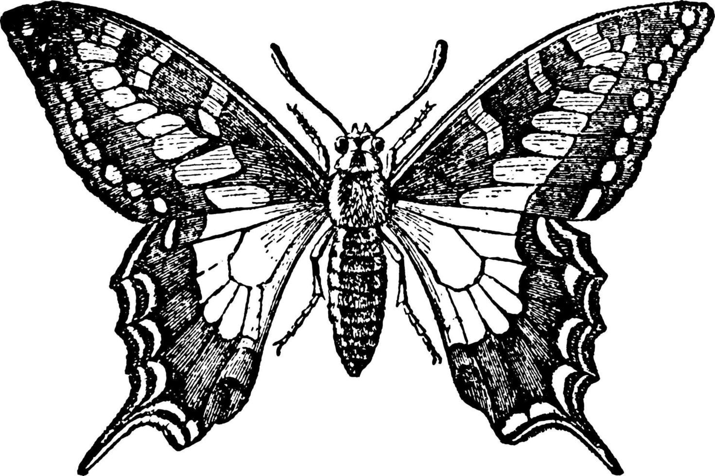 fjäril, rhopalocera, årgång illustration vektor