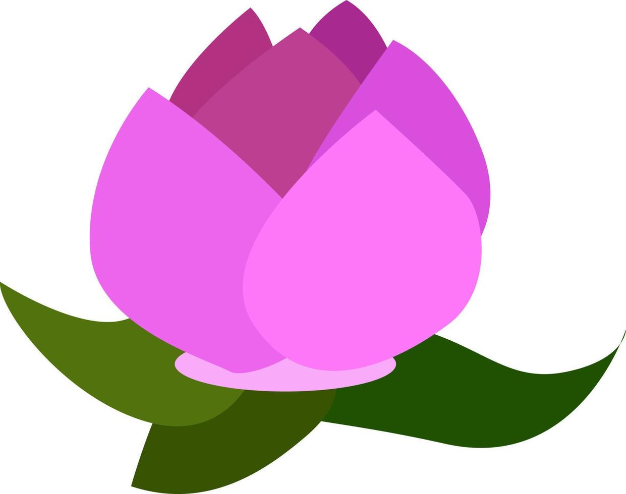 lotus, illustration, vektor på vit bakgrund.