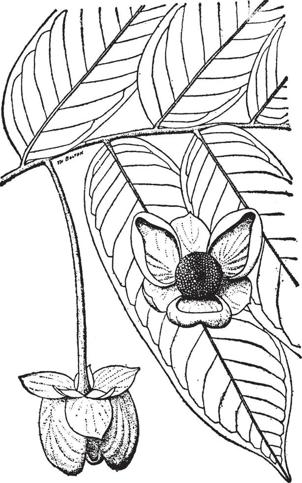 cymbopetalum penduliflorum-weinleseillustration. vektor