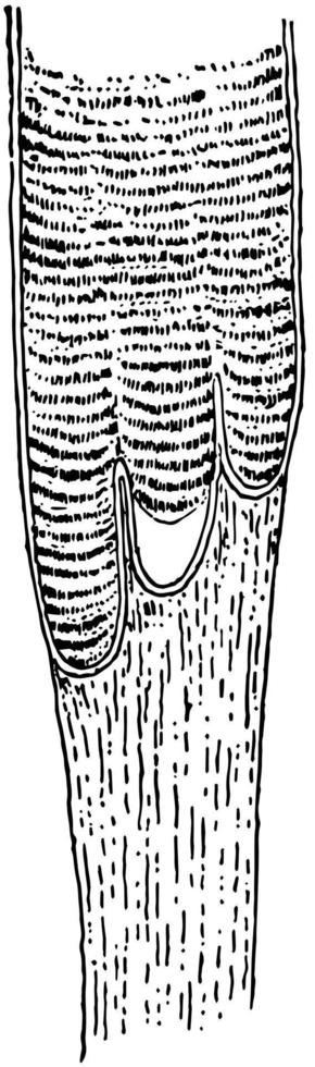 muskel fiber, årgång illustration. vektor