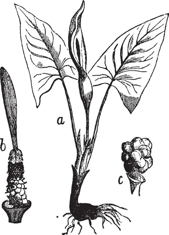 arum maculatum vintage illustration. vektor