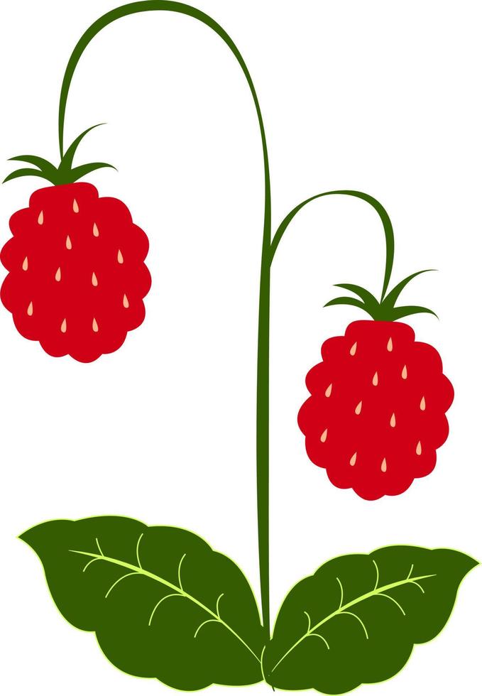 frische Himbeeren, Illustration, Vektor auf weißem Hintergrund