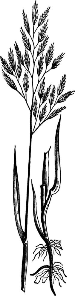 röd svingel gräs årgång illustration. vektor