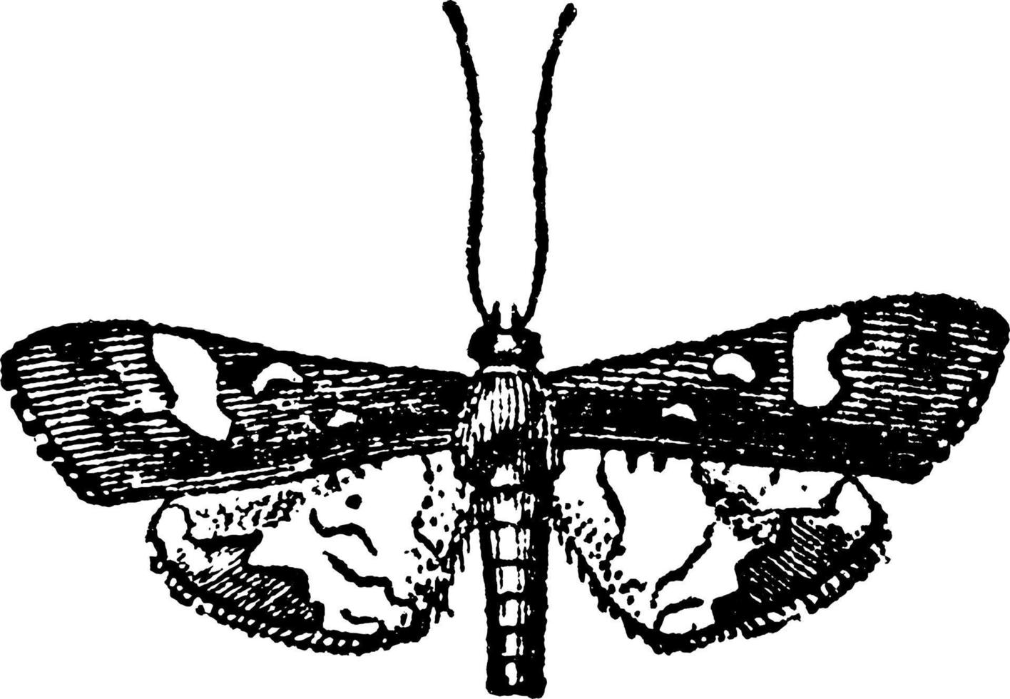 pyralidina, årgång illustration. vektor