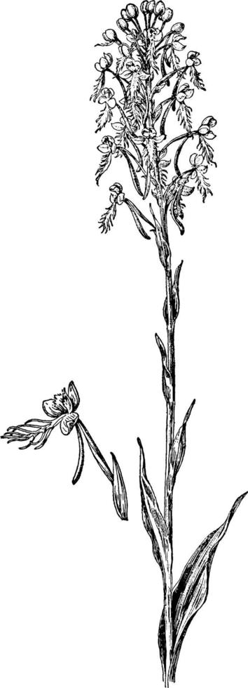 gul fransad orchis årgång illustration. vektor