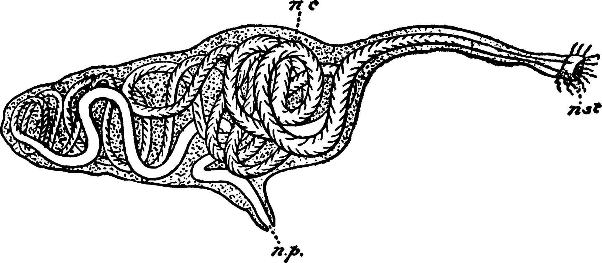 nereis, årgång illustration. vektor