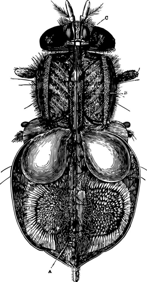 organ av cirkulation och andas i ett insekt årgång illustration. vektor