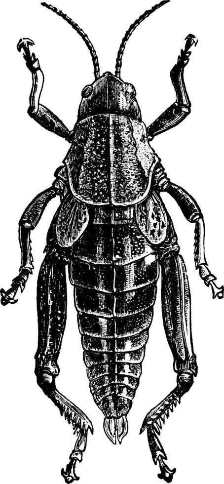 smörjmedel gräshoppor, årgång illustration. vektor