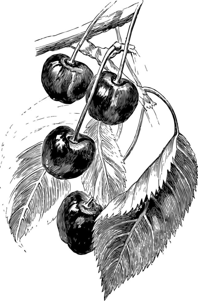 Vielzahl der Weinleseillustration der Frucht. vektor