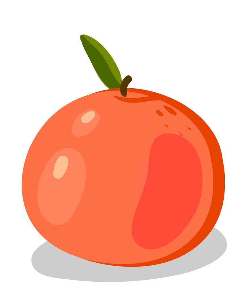 Grapefruit-Orange, Illustration, Vektor auf weißem Hintergrund.