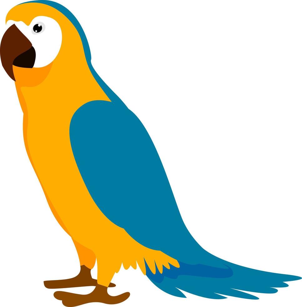 papegoja, illustration, vektor på vit bakgrund.