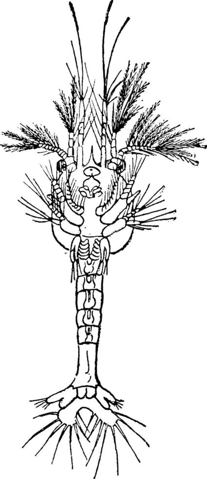 Entwicklung von Garnelen, Vintage-Illustration. vektor