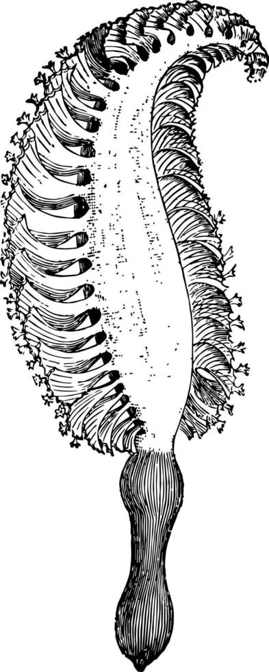 pennatula spinosa årgång illustration. vektor