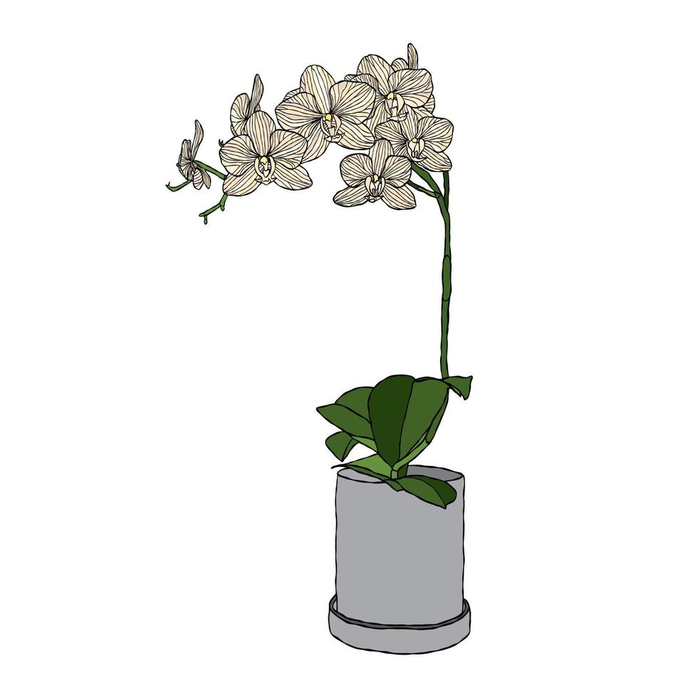 Orchideenblumen-Vektorillustration mit Handzeichnungsart vektor