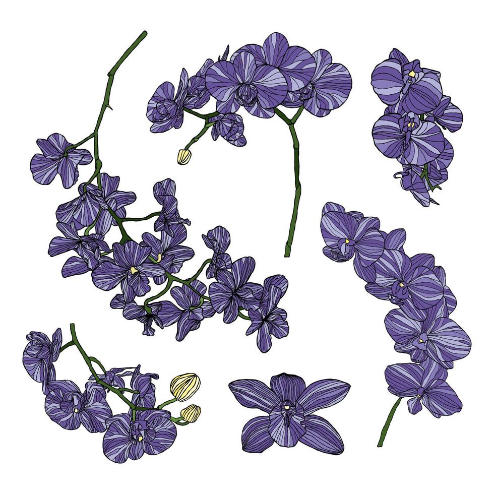 orkide blomma vektor illustration med hand teckning stil