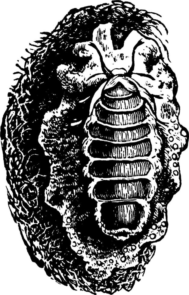 motte oder notolophus leucostigma, vintage illustration. vektor