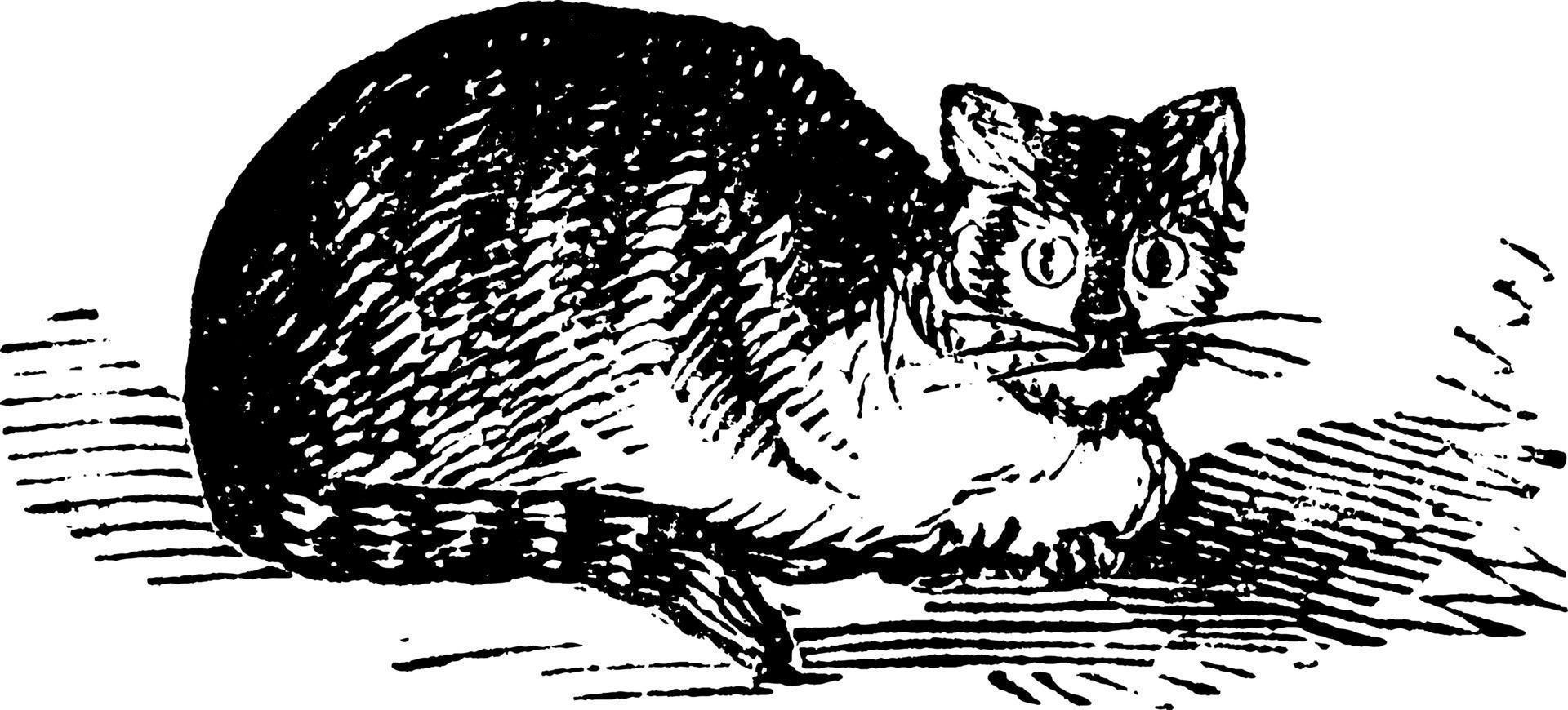 Hauskatze, Vintage Illustration. vektor