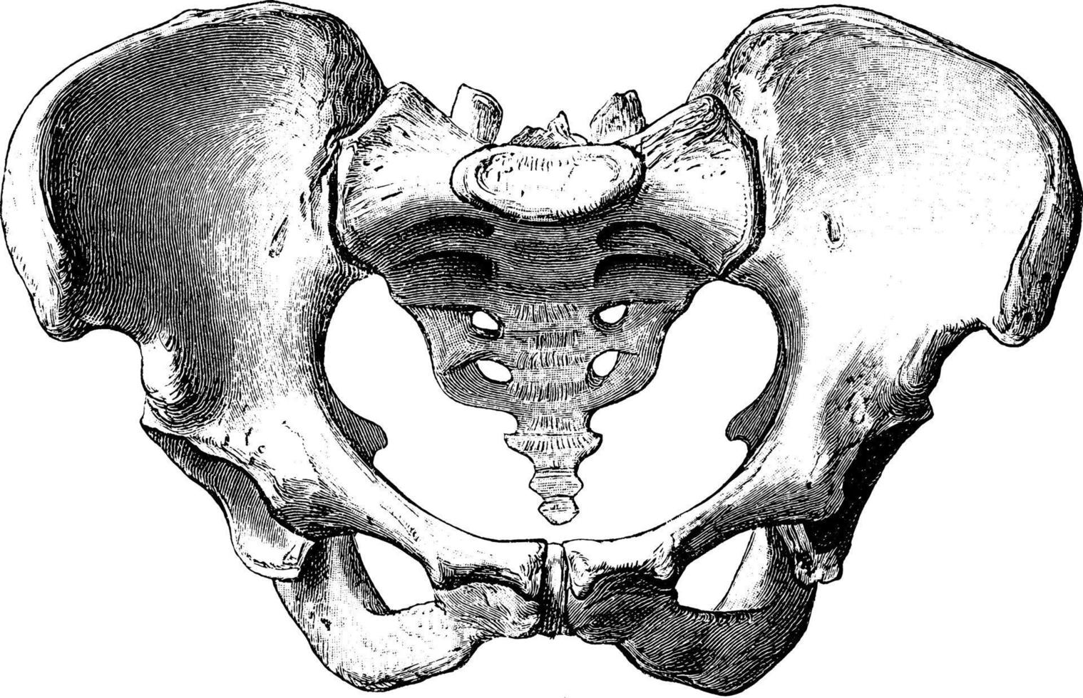 kvinna bäcken, årgång illustration. vektor