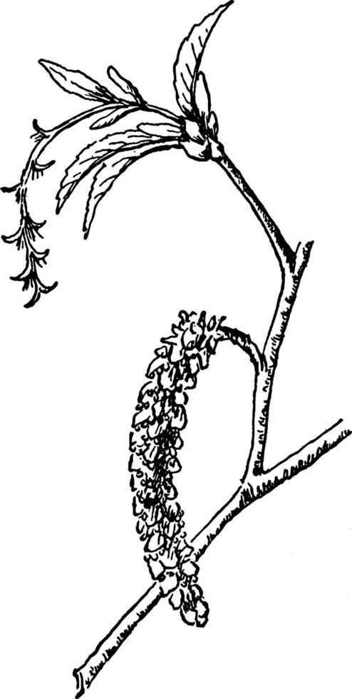 avenbok blommor årgång illustration. vektor