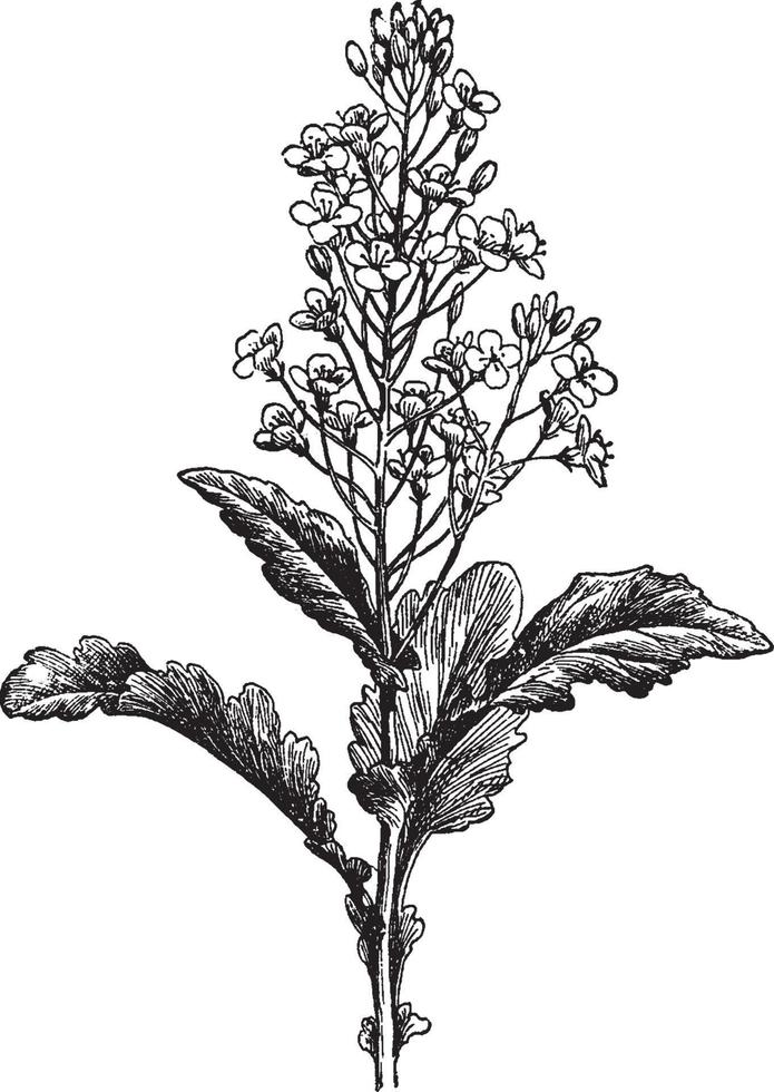 barbarea vulgaris årgång illustration. vektor