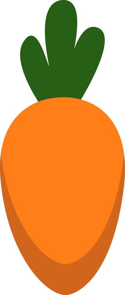 Orange Karotte, Illustration, Vektor auf weißem Hintergrund.