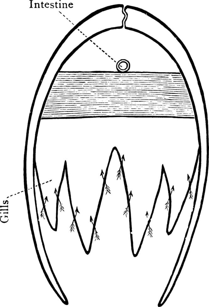 mussla skal korsa sektion, årgång illustration. vektor